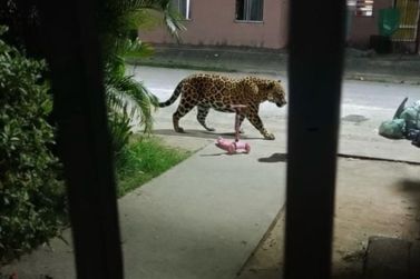 Foto de suposta on&ccedil;a-pintada na Vila Parracho gera alerta, mas n&atilde;o &eacute; real