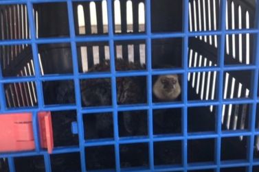 Macaco sagui &eacute; resgatado em restaurante no centro de Porto Seguro