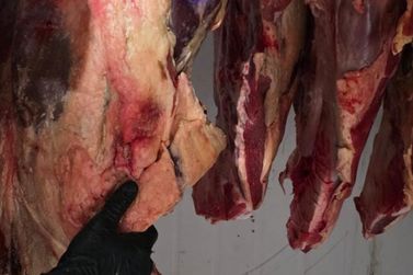 Opera&ccedil;&atilde;o Harpia desarticula esquema de furto e abate clandestino de gado