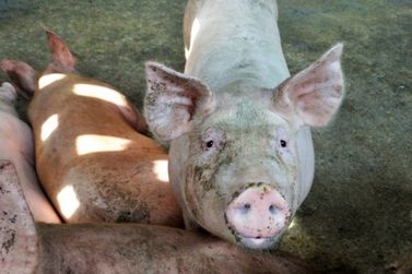 Decreto garante isenção de ICMS a produtores de suínos em Rondônia