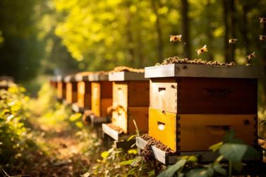 Pesquisa aponta crescimento da cadeia do mel em Rondônia