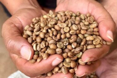 8º CONCAFÉ: Governo revela resultados da categoria qualidade do café