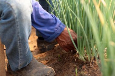 Proampe Agro para pequenos produtores rurais é lançado pelo Governo de Rondônia