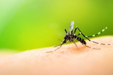 Dra. Taíssa solicita medidas ativas de combate a dengue em Rondônia