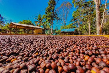  Rond&ocirc;nia projeta at&eacute; dobrar produ&ccedil;&atilde;o de caf&eacute; em 2026 com apoio da Emater