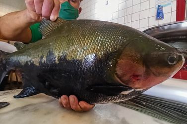 Festival de Peixes da Amaz&ocirc;nia inicia nesta quinta-feira (2) na EFMM