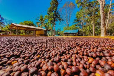 Regi&atilde;o Matas conquista sucesso na produ&ccedil;&atilde;o de caf&eacute; especial e sustent&aacute;vel no Brasil