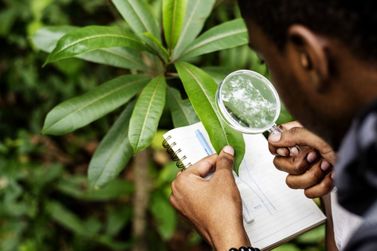 Unir abre inscri&ccedil;&otilde;es para Mestrado em Agroecossistemas Amaz&ocirc;nicos a partir de segunda (13)