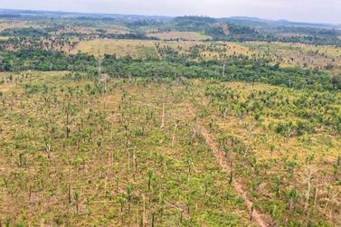 A&ccedil;&atilde;o do MPRO cobra R$ 90 milh&otilde;es por desmatamento em Machadinho do Oeste