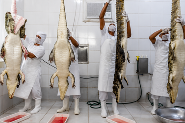 Carne de jacar&eacute; de Porto Velho avan&ccedil;a em processo para obter Indica&ccedil;&atilde;o Geogr&aacute;fica