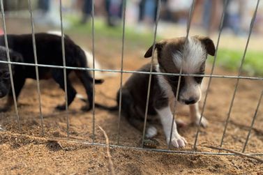 Feira de ado&ccedil;&atilde;o da Prefeitura ter&aacute; 13 c&atilde;es e gatos neste domingo na Rua do Lazer