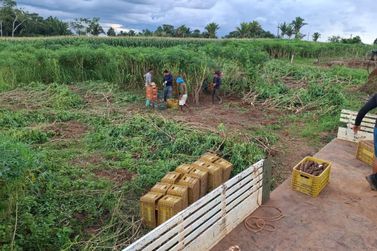 Mutir&otilde;es impulsionam emiss&atilde;o do Cadastro da Agricultura Familiar em Porto Velho