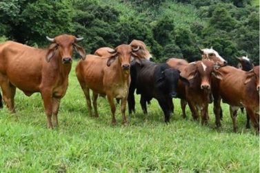 Vacinação de bovinos contra aftosa começou em 1º de maio em Minas