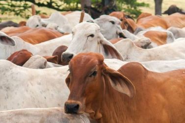 Vacinação de bovinos contra aftosa começa na próxima terça-feira (01/11)