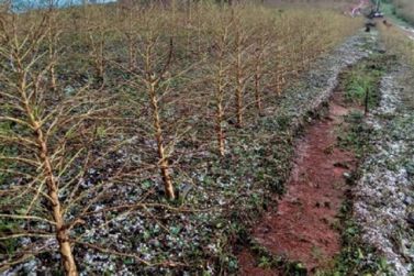 Chuvas de granizo em novembro já atingiram 51 mil hectares de lavouras em MG