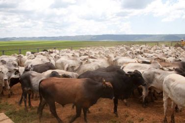 Vacinação de bovinos contra febre aftosa é prorrogada até 17/12 em Minas