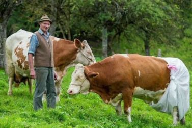 A Danone, que tem fábrica em Poços de Caldas, planeja utilizar fraldas em vacas