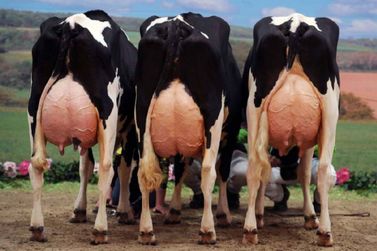 Danone nega que planeja colocar fraldas em vacas para reduzir emissão de gases
