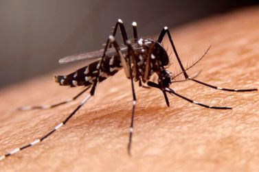 Alerta geral: surgem novos casos de morte por dengue na região sul mineira