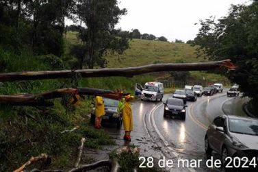 Árvore desaba e bloqueia trânsito na BR-459 por quase uma hora em Piranguinho