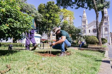 Prefeitura de Pouso Alegre lança programa de reflorestamento com nove mil mudas