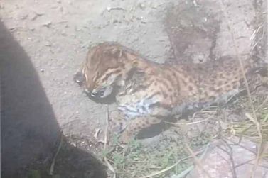 Jaguatirica morta no Jardim Yara é confundida com filhote de onça por morador