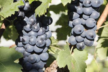 Cresce na região sul-mineira o cultivo de uvas para produção de vinhos finos
