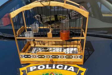 PRF flagra condutor na Fernão Dias transportando pássaro para vender na Bahia