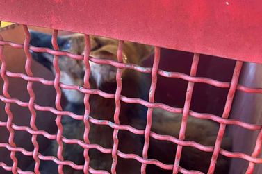 Vídeo mostra soltura de lobo-guará capturado na garagem de residência em Cambuí