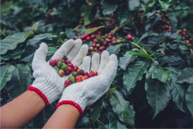 Pesquisadores da Ufla tentam produzir baterias el&eacute;tricas com cascas de caf&eacute;