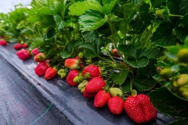 Maior produtor de morango de Minas, Pouso Alegre &eacute; o cora&ccedil;&atilde;o da safra brasileira