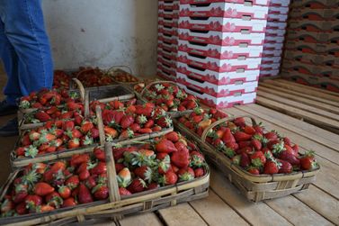 Pouso Alegre produz mais de 102 mil toneladas de morango, 87% da safra mineira&nbsp;