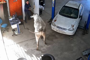 V&iacute;deo: boi invade oficina e provoca correria entre funcion&aacute;rios em Santa Rita do Sapuca&iacute;