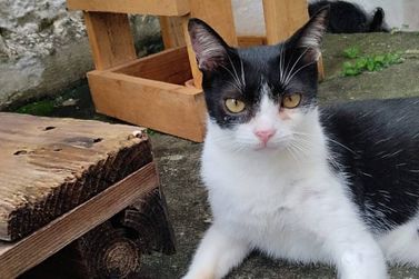 Tutores mobilizam busca por gato desaparecido no bairro Jardim Am&eacute;rica em PA