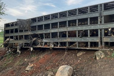 Motorista morre prensado durante tombamento de carreta que transportava 75 bois&nbsp;