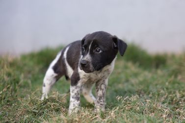 Superintend&ecirc;ncia de Cuidado Animal divulga plant&atilde;o veterin&aacute;rio para o m&ecirc;s de agosto