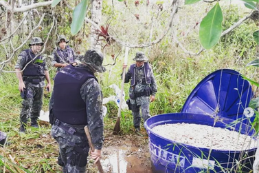 PM Ambiental do Vale localiza 4 ton de manjuba em Iguape pescada na piracema