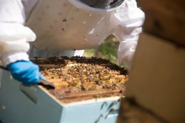 CIC Juquiá realiza workshop de apicultura