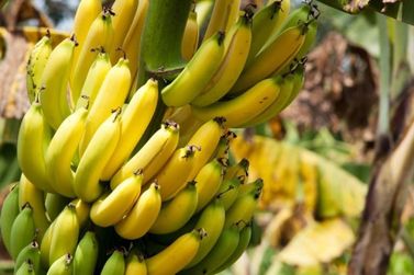 Sebrae realiza assembleia para registro geográfico da Banana do Vale do Ribeira