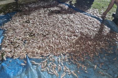 Ambiental apreende 250 quilos de manjuba em período proibido de pesca em Iguape