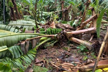 Chuva forte e ventos devastam bananais no Vale do Ribeira