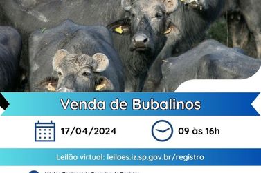 IZ-APTA realiza Leilão Virtual de Bubalinos este mês