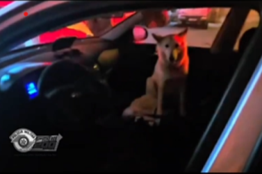 PM consegue resgatar cadela  presa dentro de um carro no Vale do Ribeira
