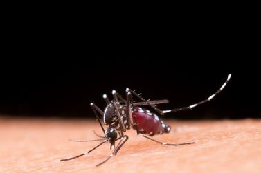 SP investe mais R$ 20 milhões em novas medidas de combate à dengue