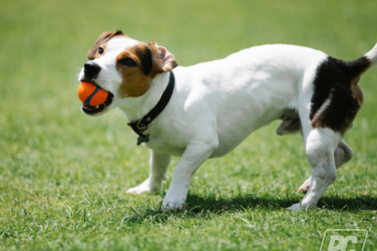 Vacinação antirrábica gratuita para cães e gatos em Registro hoje