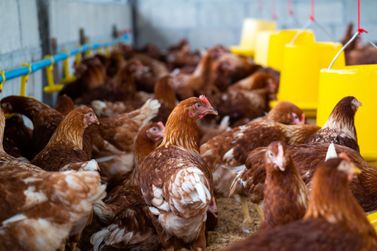 Focos de influenza aviária de alta patogenicidade já chega a 120 no Brasil