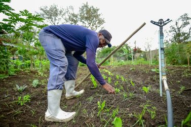 Agricultura soma mais de 70 mil mudas produzidas este ano em Porto Real