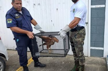 GEMA amplia resgates de animais silvestres em Itatiaia