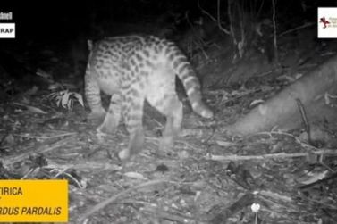 Parque Nacional faz monitoramento e registra 36 esp&eacute;cies animais