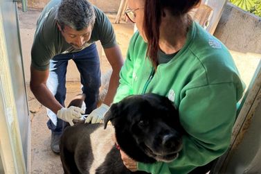 Campanha antirr&aacute;bica j&aacute; imunizou quase 500 animais em Itatiaia